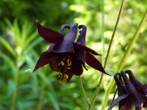 Aquilegia atrata